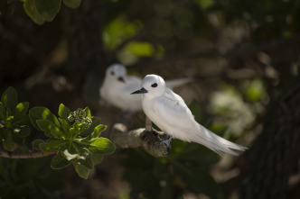 Imagen de Islas tropicales: Hawái - 9