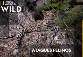 Ataques felinos  