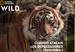 Imagen de Cuando atacan los depredadores  - 2