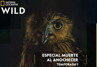 Imagen de Especial muerte al...: El regreso de los muertos vivientes - 2