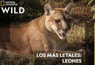 Los más letales: leones