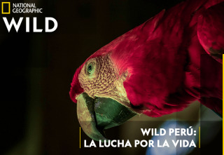 Wild Perú: La lucha por la vida