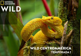 Wild Centroamérica: Guatemala