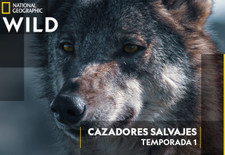 Imagen de Cazadores salvajes: Lobos y chacales - 2