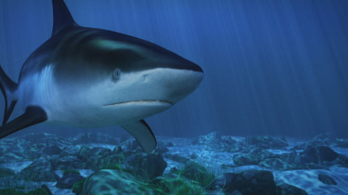Imagen de Tiburón toro embravecido - 3