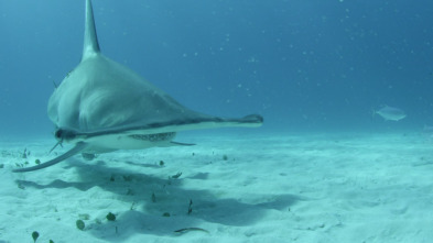 Imagen de Tiburones caníbales - 3
