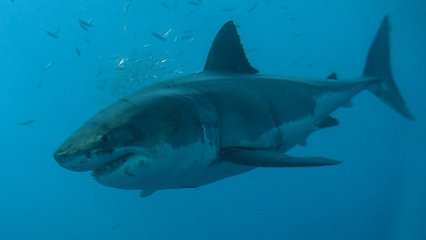 Tiburones caníbales