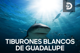 Imagen de Tiburones blancos de Guadalupe  - 2