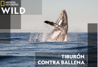 Tiburón contra ballena