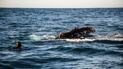 Imagen de Tiburón contra ballena - 3