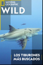 Imagen de Los tiburones más buscados - 1