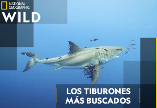 Imagen de Los tiburones más buscados - 2