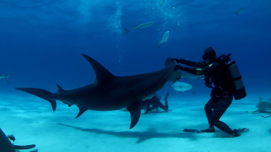 Imagen de Los tiburones más buscados - 3