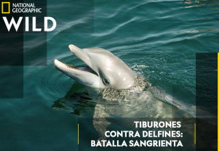 Tiburones contra delfines: batalla sangrienta