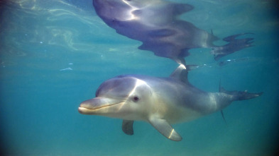 Tiburones contra delfines: batalla sangrienta