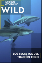 Imagen de Los secretos del tiburón toro - 1
