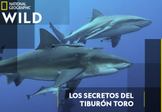 Imagen de Los secretos del tiburón toro - 2