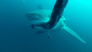 Imagen de Los secretos del tiburón toro - 3