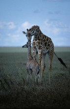 Imagen de Los secretos naturales del ecuador  - 7