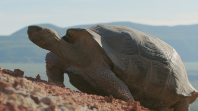 Los animales más raros de Sudamérica 