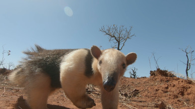 Los animales más raros de Sudamérica 