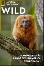 Imagen de Los animales más raros de Sudamérica  - 1