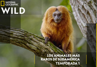 Los animales más raros...: Mutantes salvajes