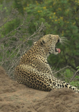 Imagen de El linaje de los...: El cuento del leopardo - 1