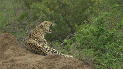 El linaje de los...: El cuento del leopardo