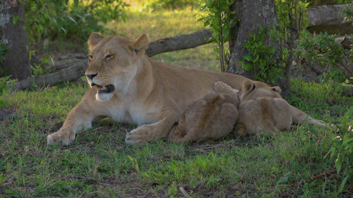 Imagen de El linaje de los...: El legado del león - 2