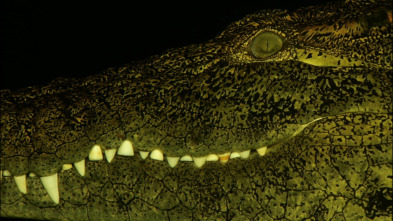 Imagen de Hipopótamo contra cocodrilo - 4