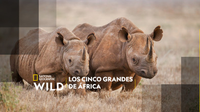 Imagen de Los cinco grandes de África - 2