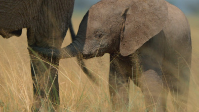 Los cinco grandes de África