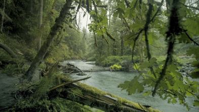 La hora de la naturaleza: Entendimiento