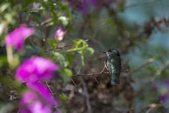 La hora de la naturaleza: Despertar