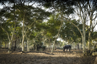 La hora de la naturaleza: Despertar