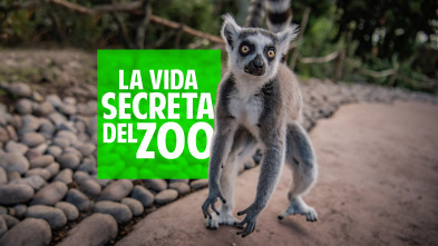 La vida secreta del Zoo (T6)
