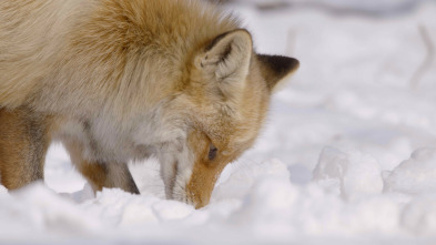 Las maravillas ocultas del invierno 