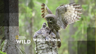 Imagen de Wild Laponia - 2