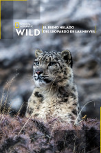 El reino helado del leopardo de las nieves