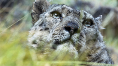 El reino helado del leopardo de las nieves