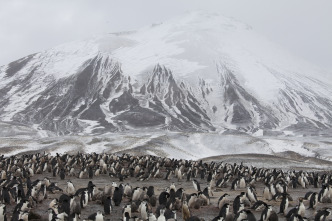 Imagen de Pingüinos - 8