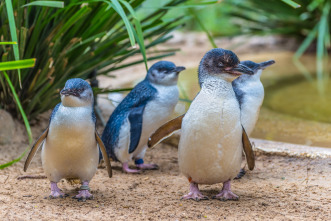 Imagen de Pingüinos - 11