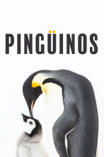 Imagen de Pingüinos - 1