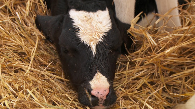 Imagen de El increíble doctor Pol  - 6