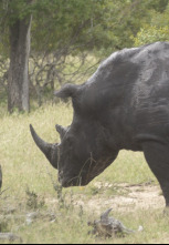 Animales: encuentros...: Encuentros extraños e insólitos