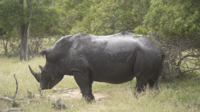 Animales: encuentros...: Encuentros extraños e insólitos