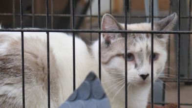 Imagen de El increíble doctor Pol  - 7