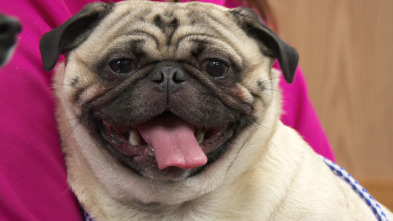 Imagen de El increíble doctor Pol  - 8