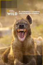 Imagen de El leopardo y la hiena: una extraña alianza - 1